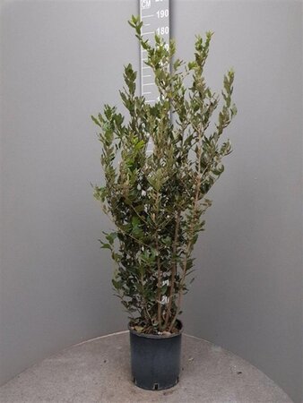 Quercus ilex 125-150 cm cont. 10L - afbeelding 5