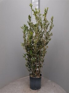 Quercus ilex 125-150 cm cont. 10L - afbeelding 5