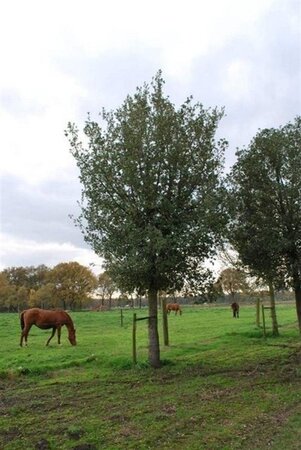 Quercus ilex 125-150 cm cont. 20L - afbeelding 2