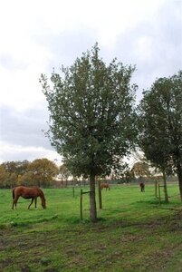 Quercus ilex 125-150 cm cont. 20L - afbeelding 2