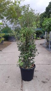 Quercus ilex 125-150 cm cont. 30L