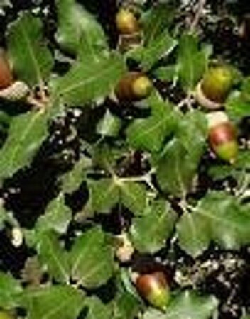 Quercus ilex 14-16 Halfstam container - afbeelding 1