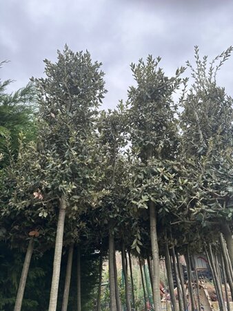 Quercus ilex 14-16 Hoogstam cont. 70L - afbeelding 1
