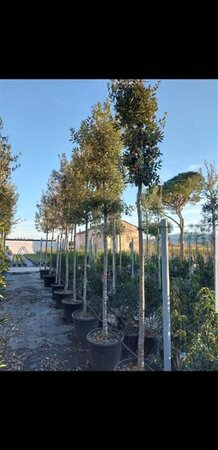 Quercus ilex 14-16 STA cont. 70L - image 2