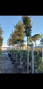 Quercus ilex 14-16 STA cont. 70L - image 2
