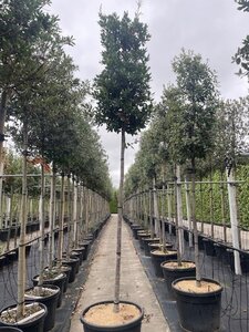 Quercus ilex 14-16 Hoogstam cont. 90L