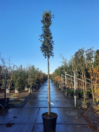 Quercus ilex 14-16 Hoogstam container - afbeelding 5