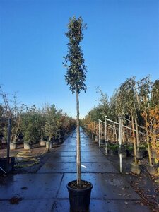 Quercus ilex 14-16 Hoogstam container - afbeelding 5