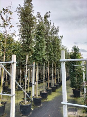 Quercus ilex 14-16 Hoogstam container - afbeelding 3