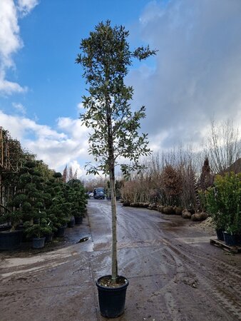 Quercus ilex 14-16 Hoogstam container - afbeelding 2