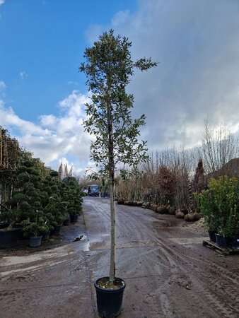 Quercus ilex 14-16 Hoogstam container - afbeelding 4