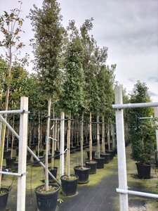 Quercus ilex 14-16 Hoogstam container - afbeelding 4
