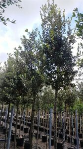 Quercus ilex 14-16 Hoogstam container - afbeelding 5