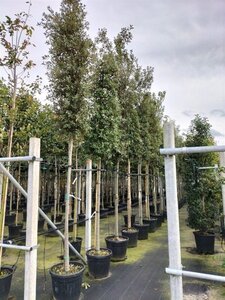 Quercus ilex 14-16 Hoogstam container - afbeelding 2