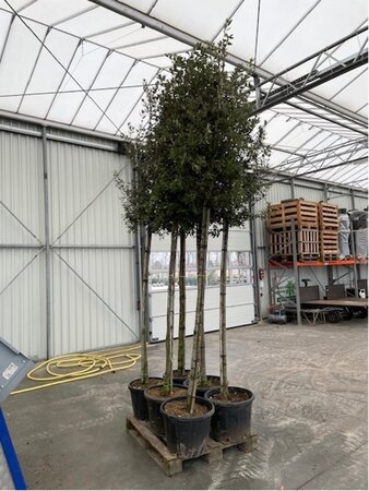 Quercus ilex 14-16 Hoogstam container - afbeelding 1