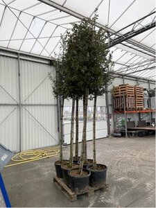 Quercus ilex 14-16 Hoogstam container