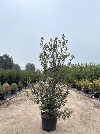 Quercus ilex 150-175 cm cont. 20L