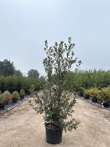 Quercus ilex 150-175 cm cont. 20L
