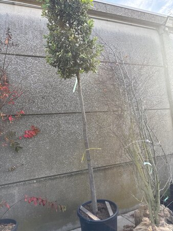 Quercus ilex 16-18 Hoogstam cont. 130L