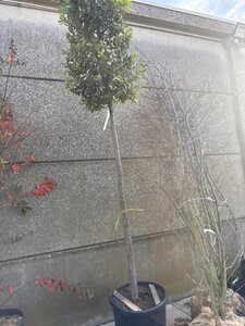 Quercus ilex 16-18 STA cont. 130L