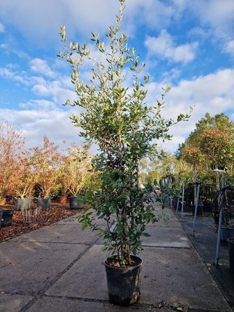 Quercus ilex 175-200 cm cont. 18L - afbeelding 5