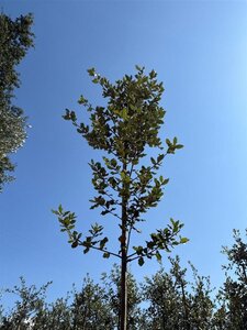 Quercus ilex 175-200 cm cont. 20L