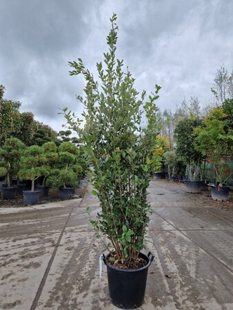 Quercus ilex 175-200 cm cont. 30L - afbeelding 2