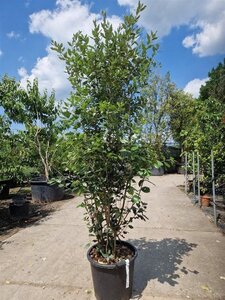Quercus ilex 175-200 cm cont. 30L