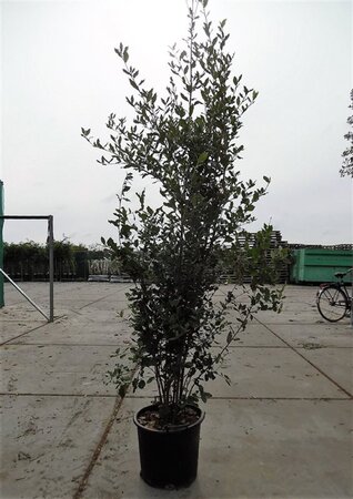 Quercus ilex 175-200 cm cont. 30L - afbeelding 6