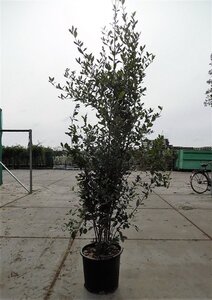 Quercus ilex 175-200 cm cont. 30L - afbeelding 6