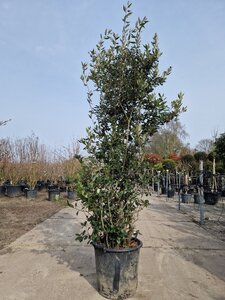 Quercus ilex 175-200 cm cont. 35L