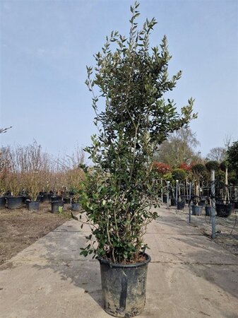 Quercus ilex 175-200 cm cont. 35L - afbeelding 2