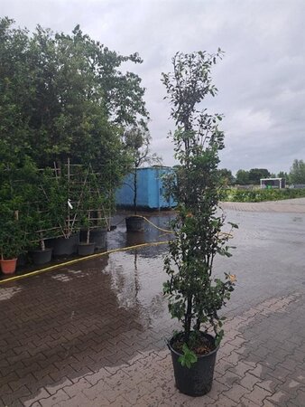 Quercus ilex 175-200 cm cont. 35L