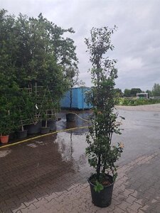 Quercus ilex 175-200 cm cont. 35L