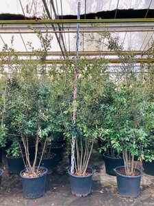 Quercus ilex 175-200 cm cont. 45L meerstammig