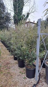 Quercus ilex 175-200 cm cont. 50L