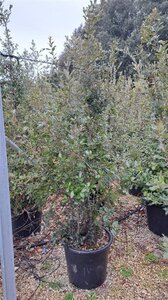Quercus ilex 175-200 cm cont. 50L - afbeelding 2