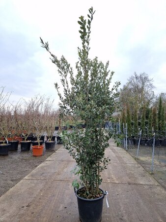 Quercus ilex 200-250 cm cont. 30L