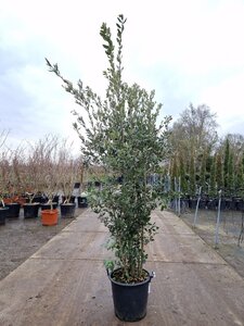 Quercus ilex 200-250 cm cont. 30L - afbeelding 2