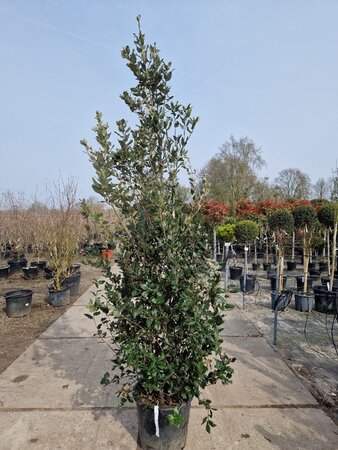 Quercus ilex 200-250 cm cont. 35L - afbeelding 2