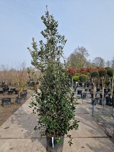 Quercus ilex 200-250 cm cont. 35L