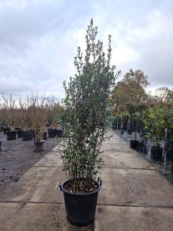 Quercus ilex 200-250 cm cont. 50L - afbeelding 24
