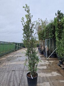 Quercus ilex 200-250 cm cont. 50L - afbeelding 18