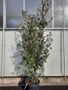 Quercus ilex 200-250 cm cont. 50L - afbeelding 13