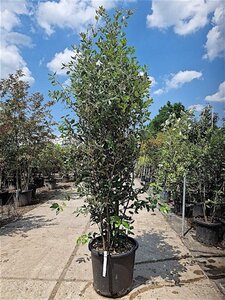 Quercus ilex 200-250 cm cont. 50L - afbeelding 14