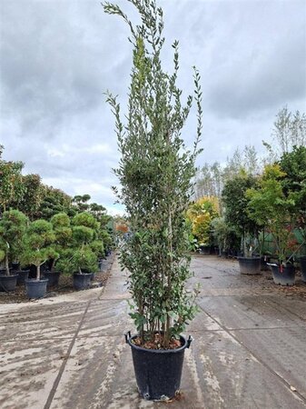 Quercus ilex 200-250 cm cont. 50L - afbeelding 11