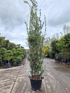 Quercus ilex 200-250 cm cont. 50L - afbeelding 11