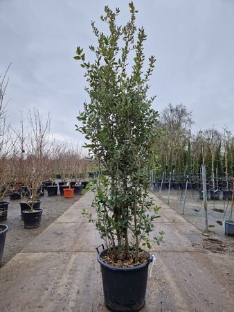 Quercus ilex 200-250 cm cont. 50L - afbeelding 19