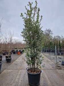 Quercus ilex 200-250 cm cont. 50L - afbeelding 19