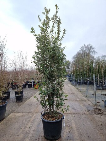 Quercus ilex 200-250 cm cont. 50L - afbeelding 23
